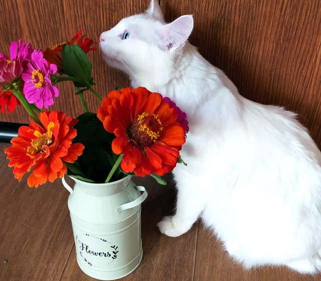 Американские коты и цветы - 8