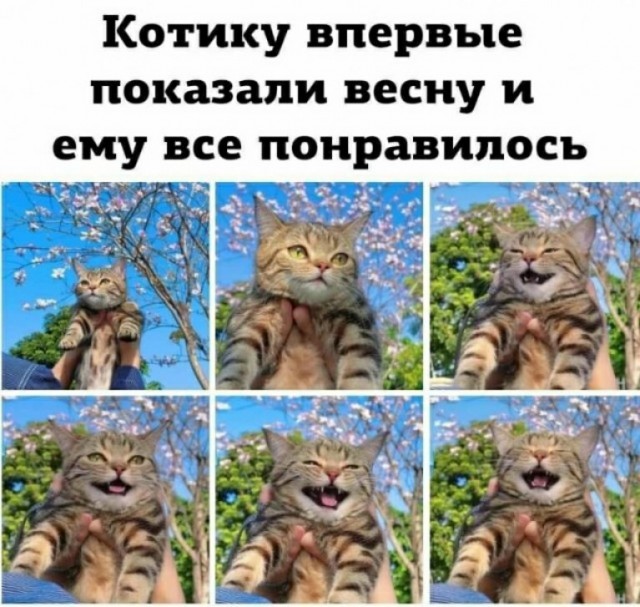 Баянчики