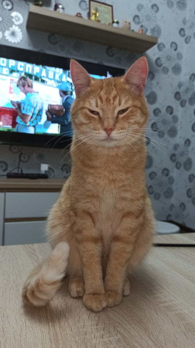 С Котовторником!