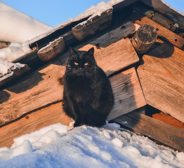 День чёрной кошки отмечается сегодня