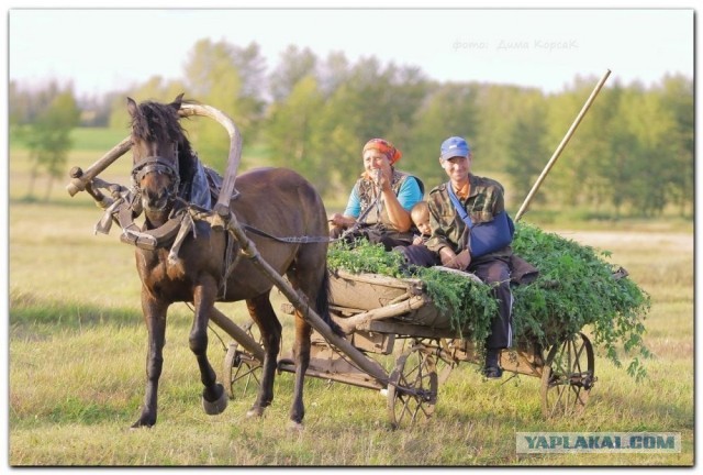 Мясная история