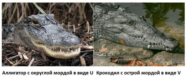 Южная Флорида, разборки рептилий