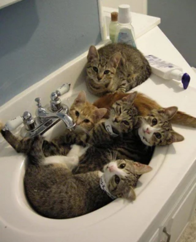 Кошки в санузле.