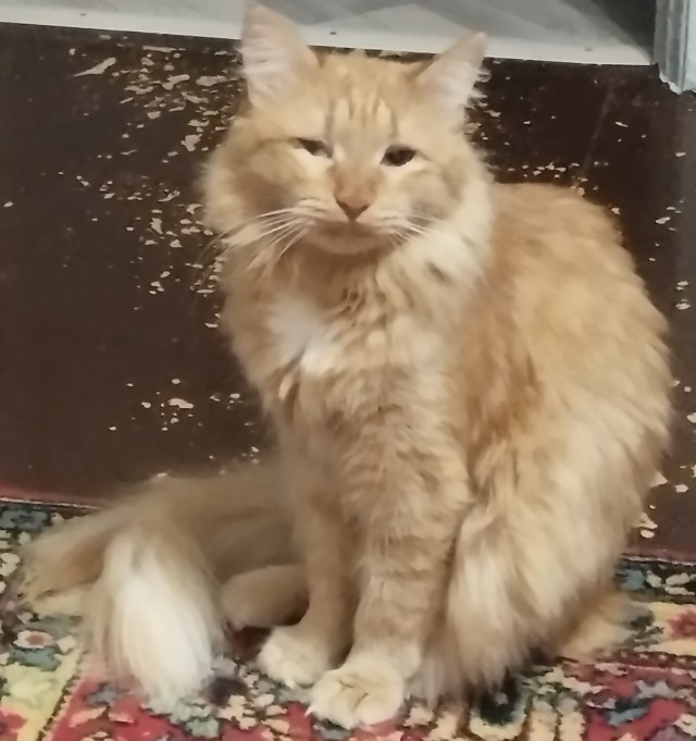 Человеку нужен кот). К котовторнику посвящается!