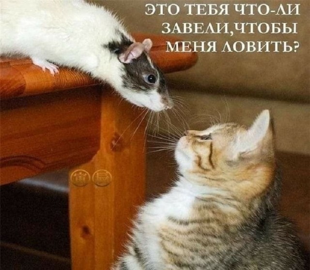 Так себе картинки 22.11.25