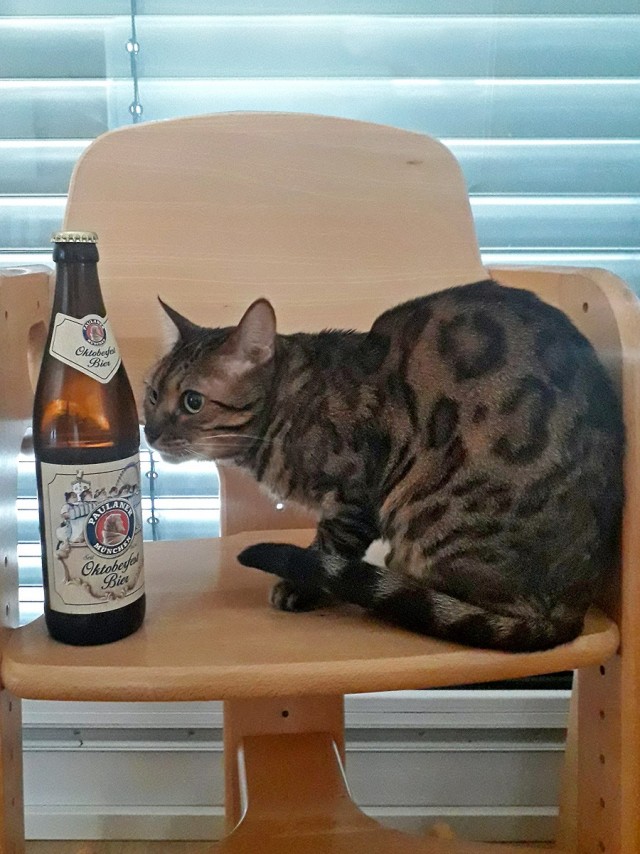 Я подарю тебе котаааа...