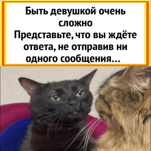 Картинки для деградации 245 (разной степени свежести)