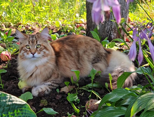 Котовторник  1 сентября