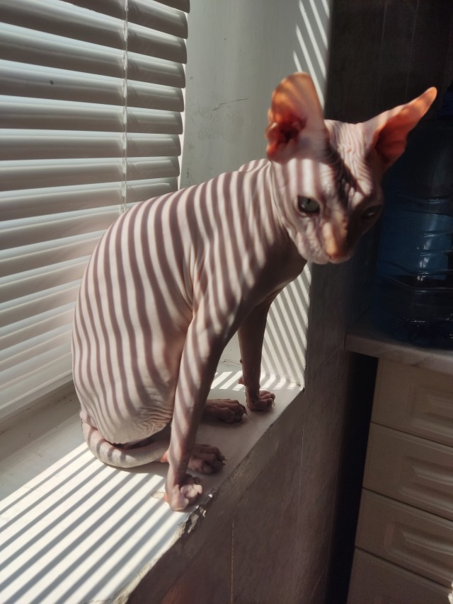 Котовторник же ж