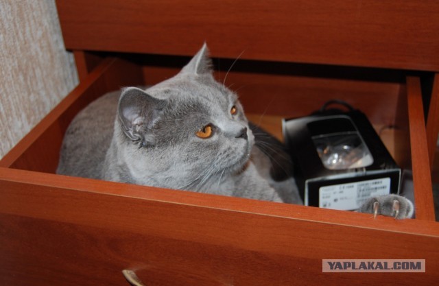 Попался!