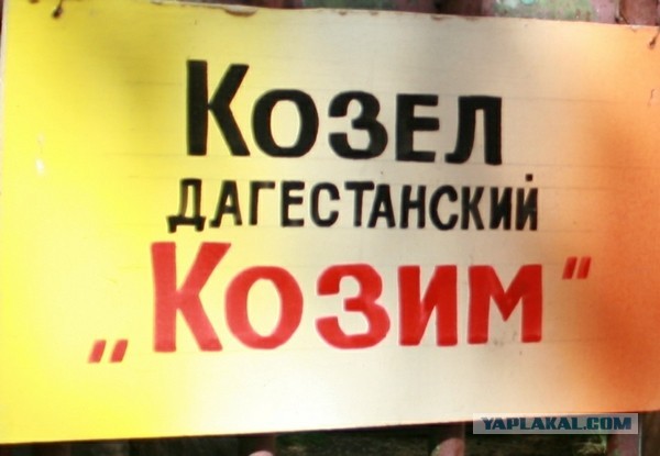 Дагестанский козёл невиноватый