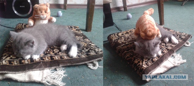 Котовторник 22.10.2013