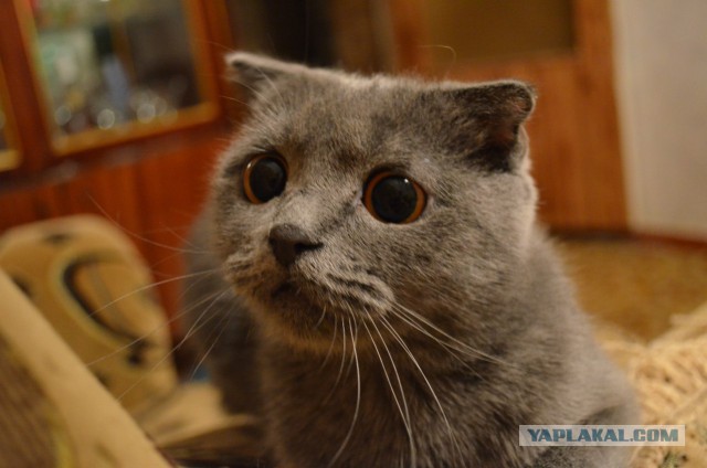 Котовторник 12.11.2013