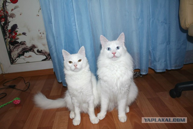 Котовторник  10.12.2013