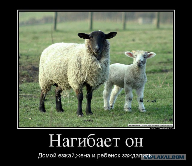 СтопХамСПб - Нагибает и имеет