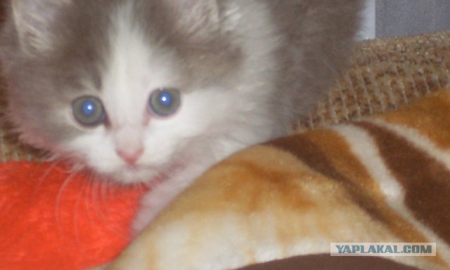 Котовторник 04.03.2014