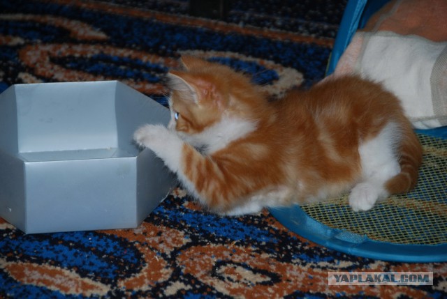 Котовторник 01.04.2014