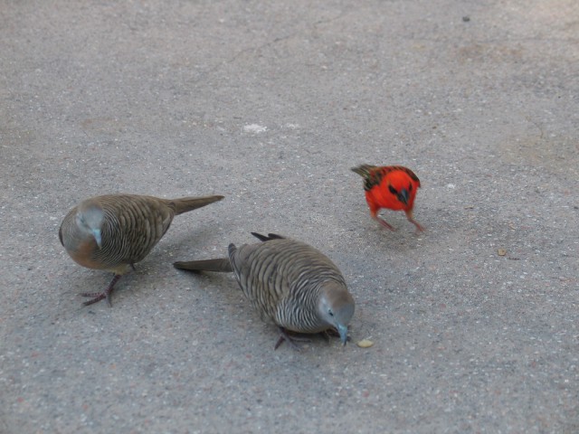 Как я съездил на Сейшелы