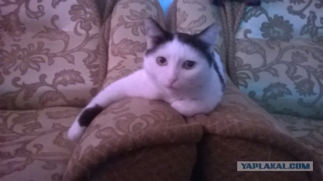 Котовторник  08.04.2014