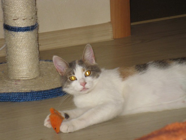 Котовторник 17.06.2014