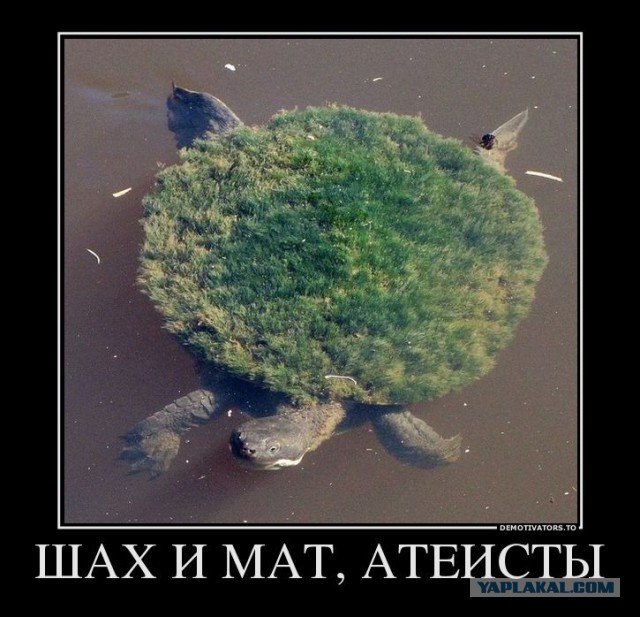 Всем зеленки!