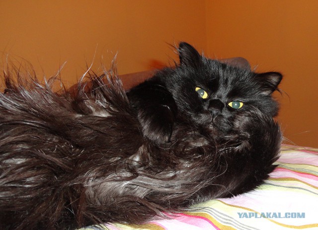 Котовторник 21.10.2014