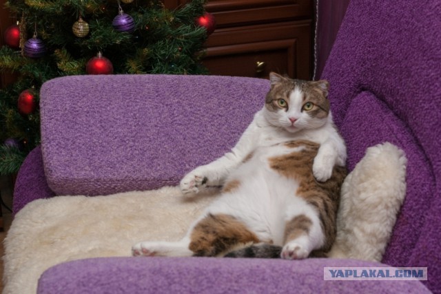 Котовторник (14.02.2012)