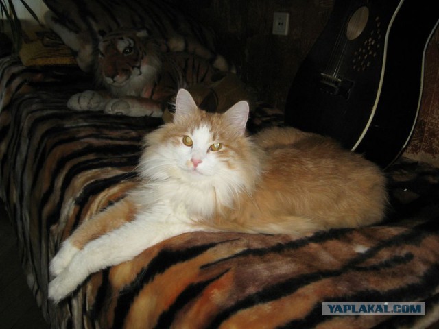 Котовторник 2.12.14