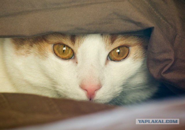 Котовторник 06.01.2015