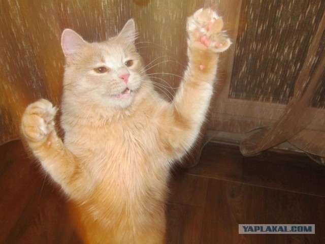 Котовторник