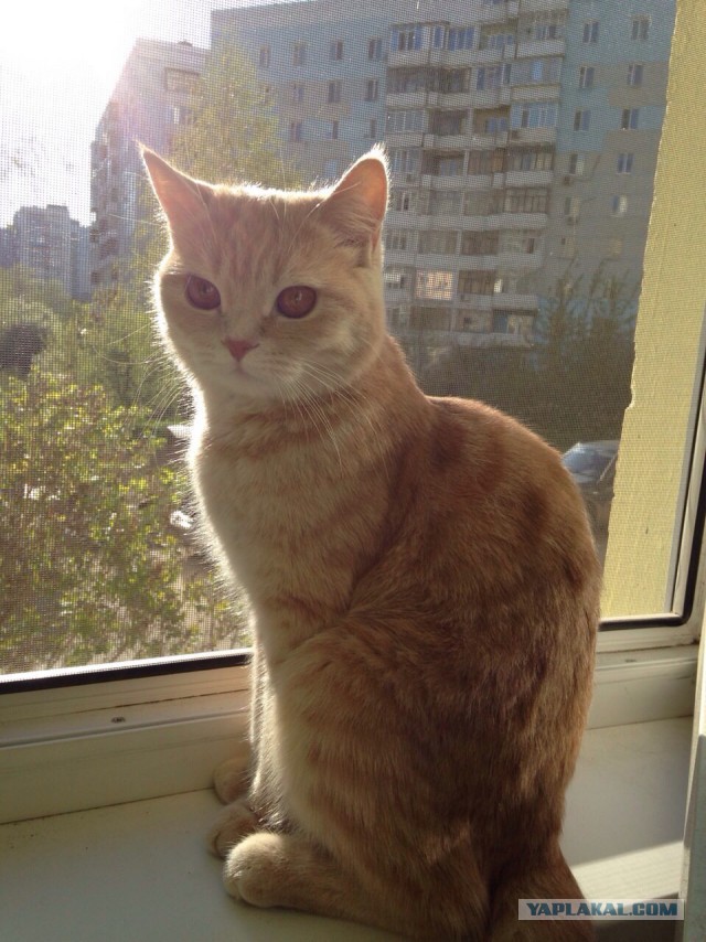Котовторник