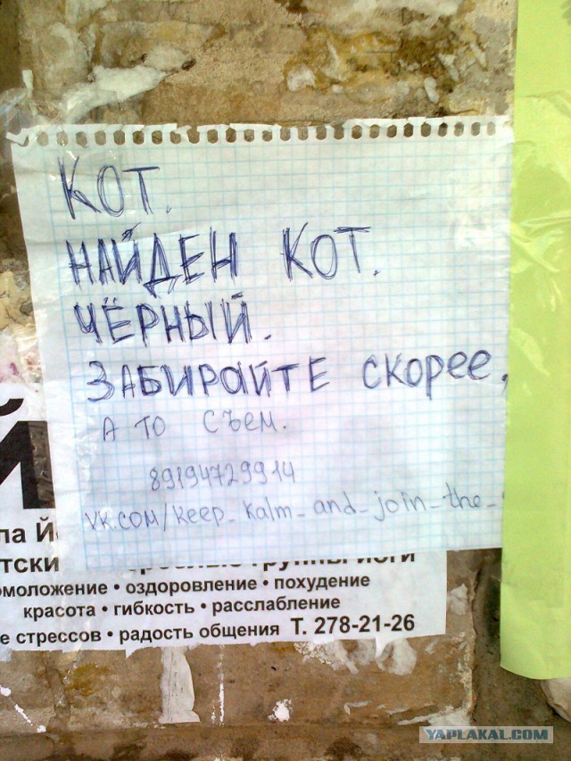Плачут ли кошки?