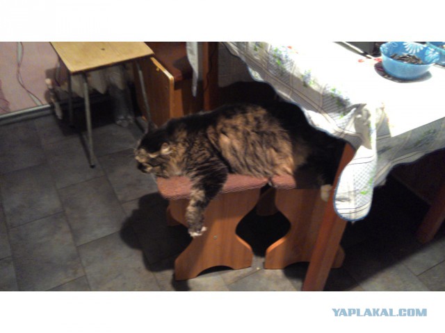 Котовторник