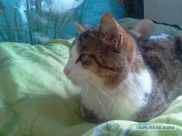 Котовторник