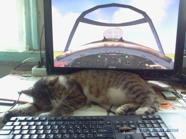 Котовторник 16.06.2015., Котовторник наступил!