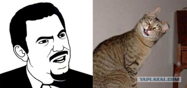Известные котомемы.