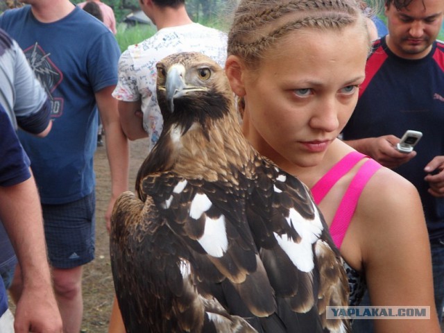 Отличный сокол!