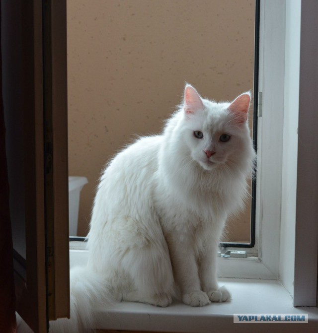 У меня кот дебил