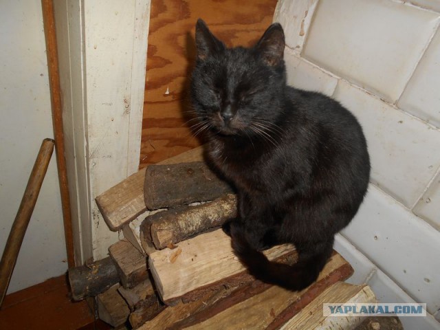 Жизнь домашнего приюта для котеек 97