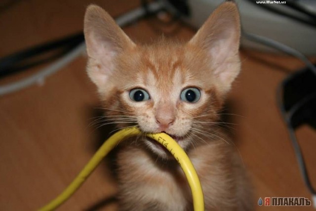 Котовторник!