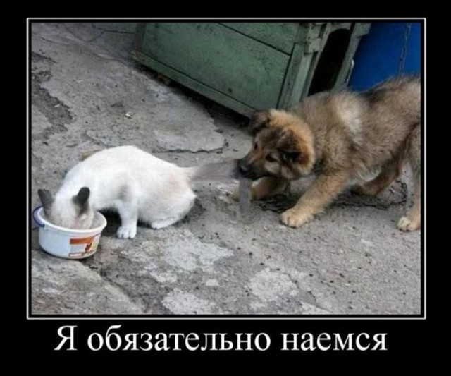 Демы к котовторнику!
