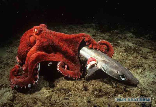 Четверг - рыбный день.