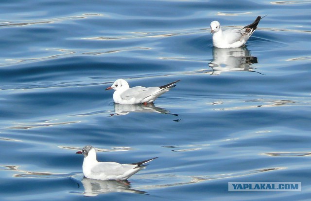 Каких птиц вы видите в городе?