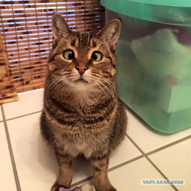 Котовторник 04.10.16