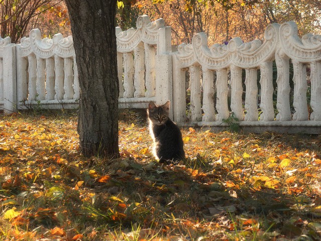 Коты из сети