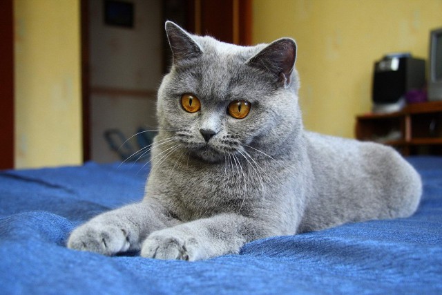 Коты и Кошки
