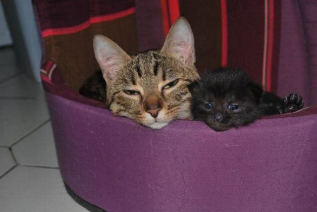 Коты и Кошки