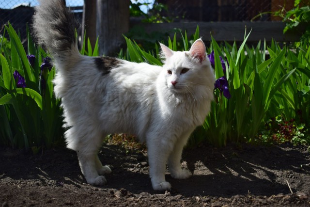 Коты и Кошки