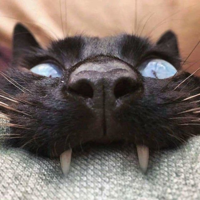 Коты и Кошки