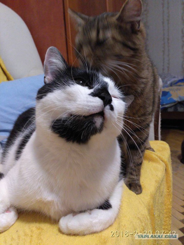 Котовторник 20.02.18